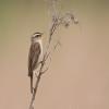 Sedge Warbler